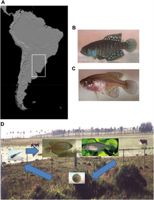 Living in Temporary Ponds Loading Giant Genomes: The Neotropical Annual Killifish Genus Austrolebias as New Outstanding Evolutionary Model